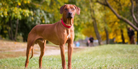 7 Reasons Healthy Raw Food is Best for Dogs