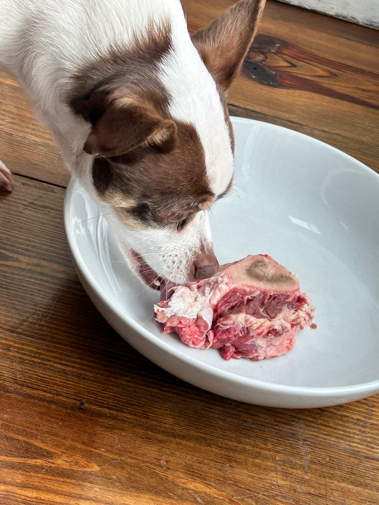 Sophie's Meat Eating Adventures: Why Dogs Love Real Meat