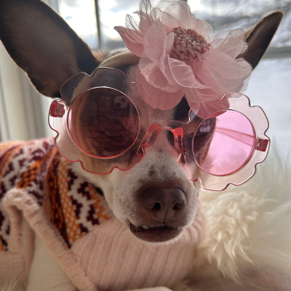 Sophie The Diva of Spring: A Pawsitively Adorable Taste Tester