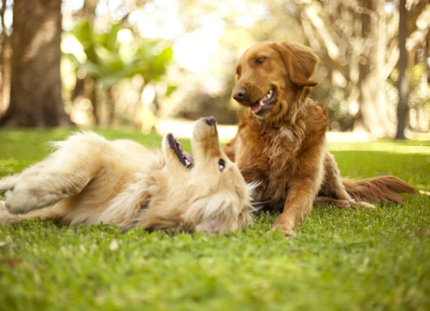 The Secret Link Between Dog Treat Ingredients And Digestion!