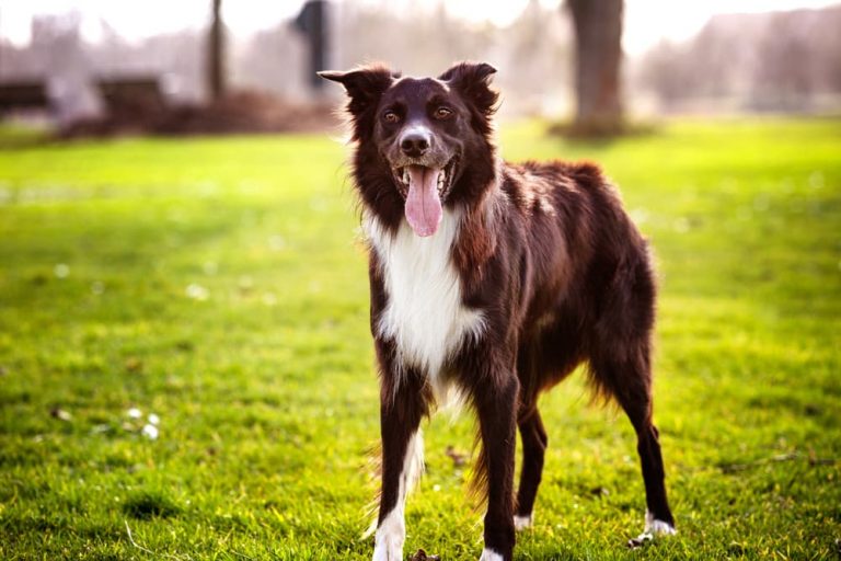The Link Between Fleas and Pet Nutrition