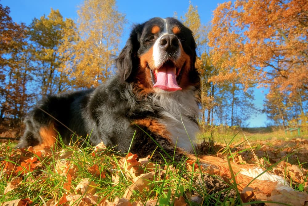 The Miracle of Salmon Oil