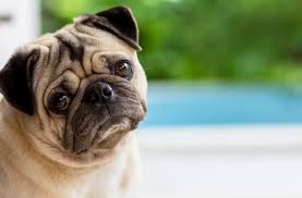 Quick Dog Diarrhea Remedy