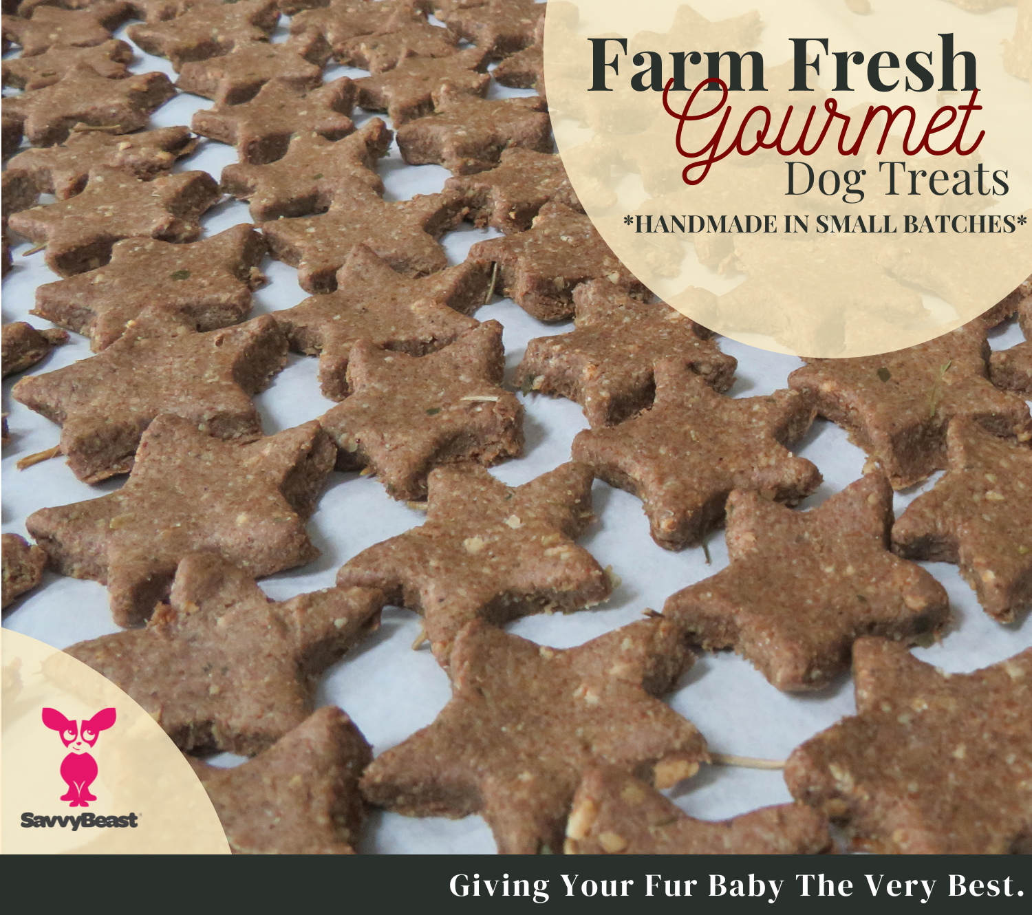 Donate Treats to a Shelter Dog With DogStars