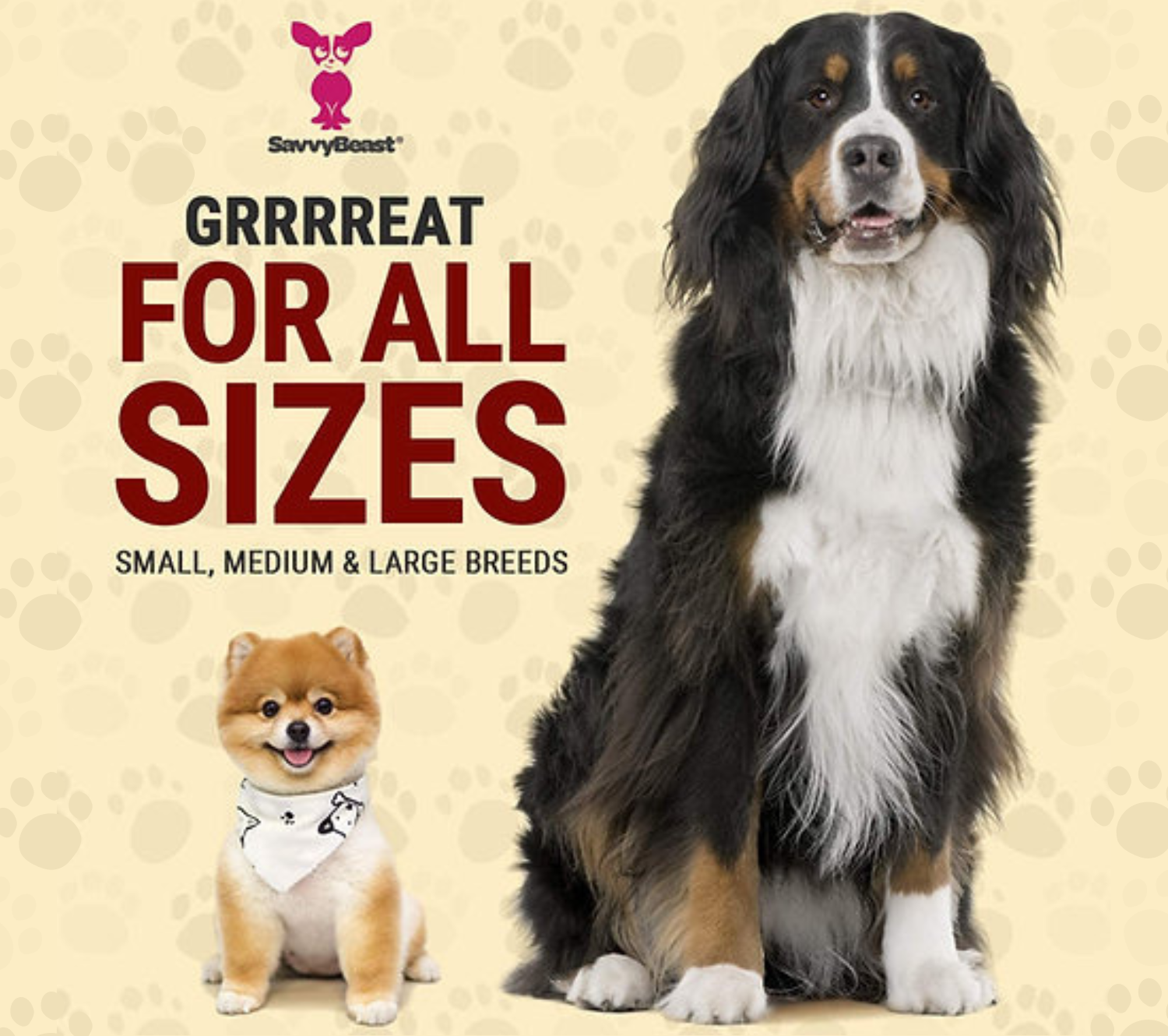 Donate Treats to a Shelter Dog With DogStars