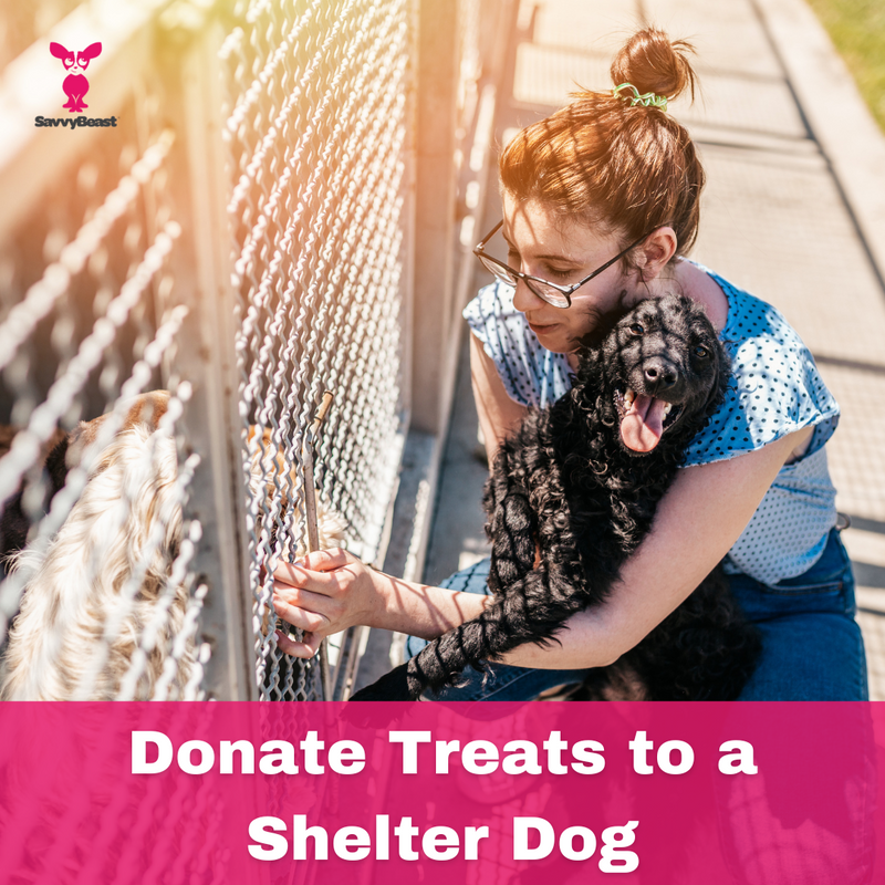 Donate Treats to a Shelter Dog With DogStars