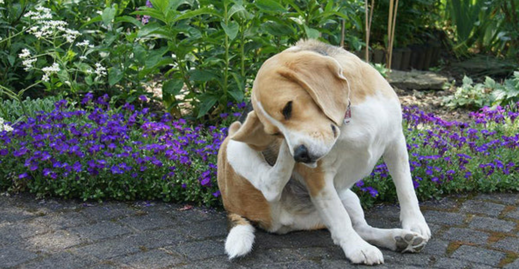 How to Help your Dog from Itching & Scratching