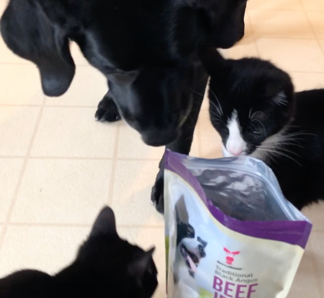 Why Cats and Dogs Both Love SavvyBeast Beef Jerky