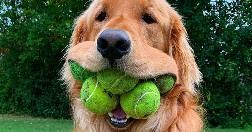 Tennis Balls- Good or Bad For Your Dog