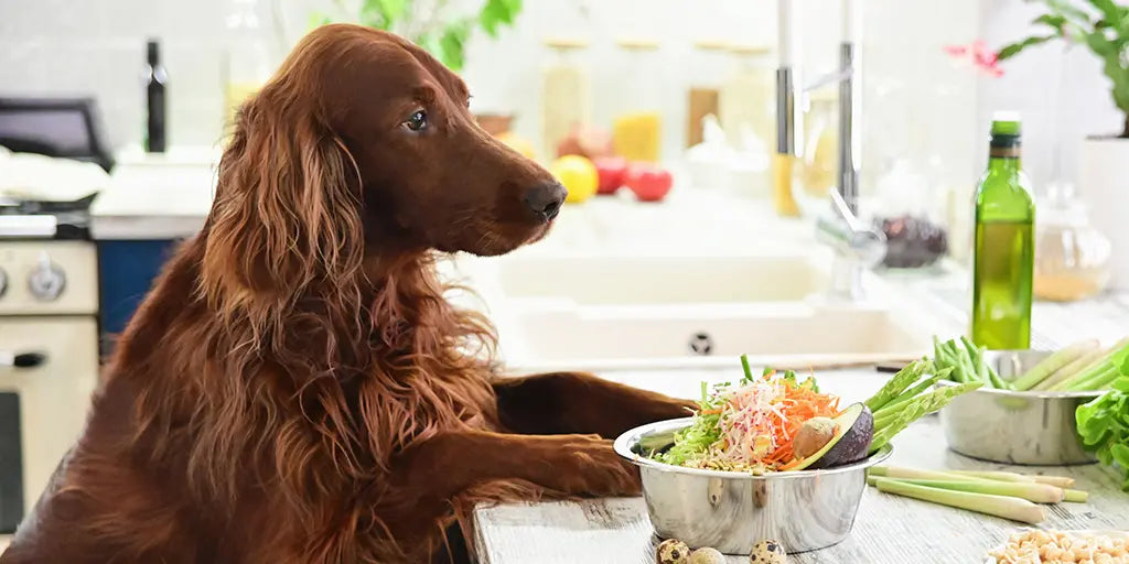 The Foods Your Dog Was Meant to Eat